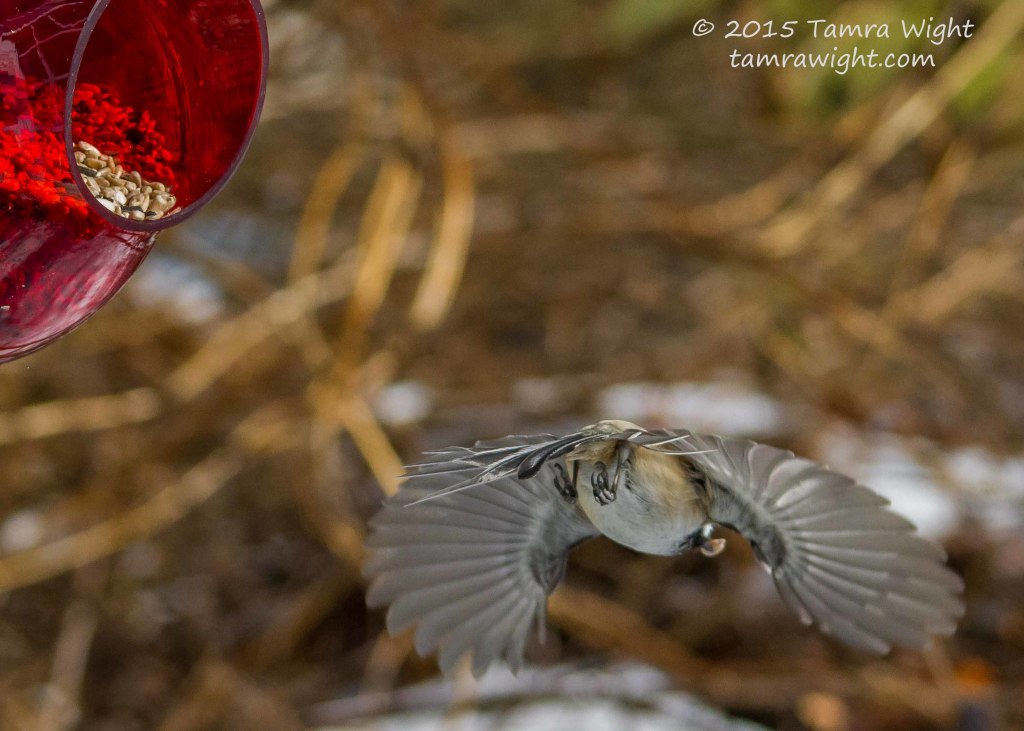 red feeder take2  (44)