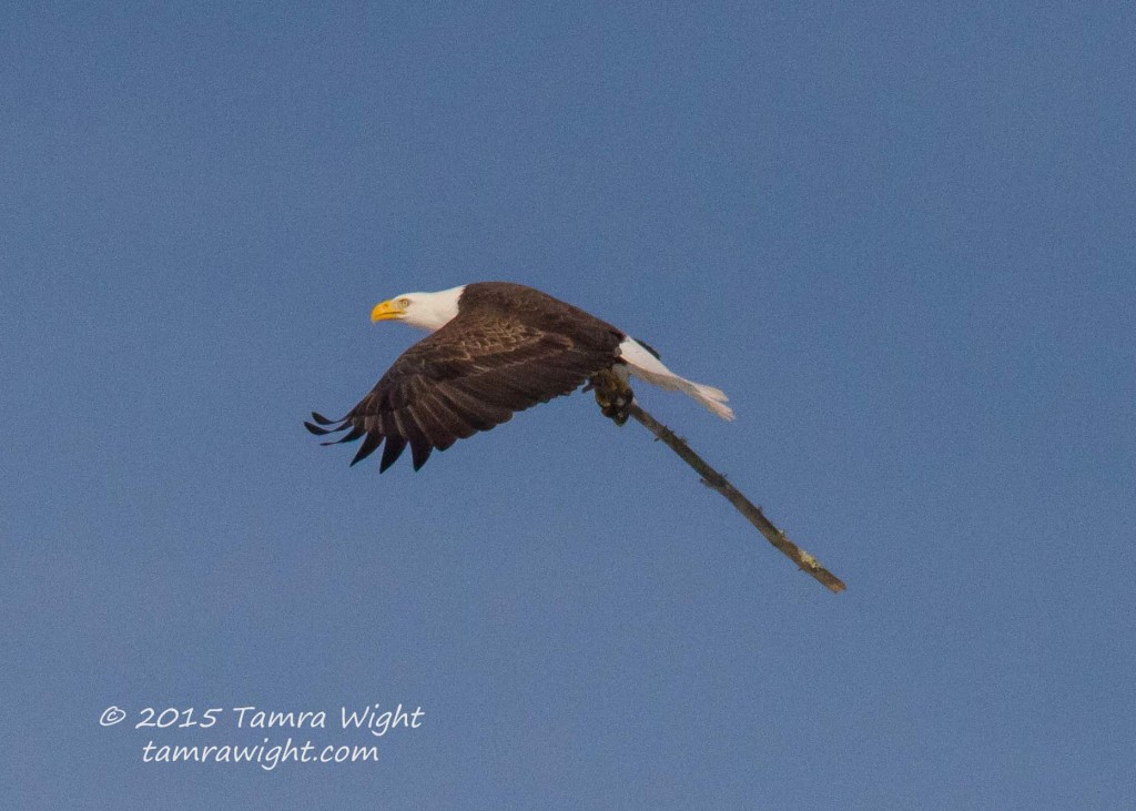 Nesting Eagles 3-25-15  (45)