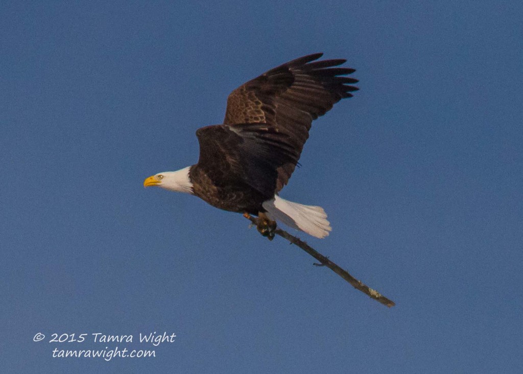 Nesting Eagles 3-25-15  (46)