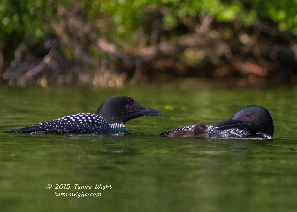 Loon Family 2015