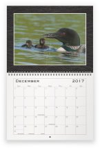 loon-family-dec