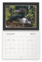 loon-family-jan