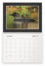 loon-family-jun