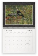 loon-family-mar
