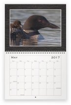 loon-family-may