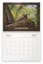 maine-wildlife-jun