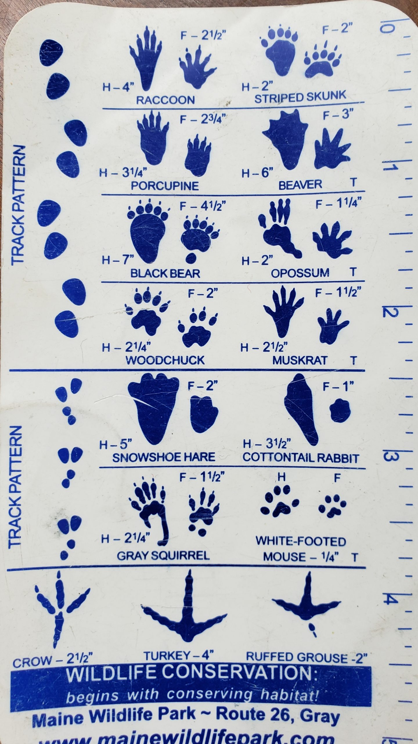 Wildlife Track guide from Maine Wildlife Park