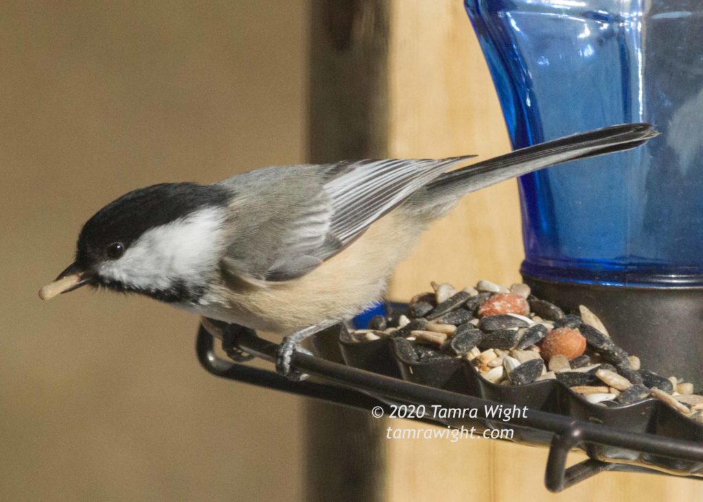 Chickadee on a blue feeder with a seed