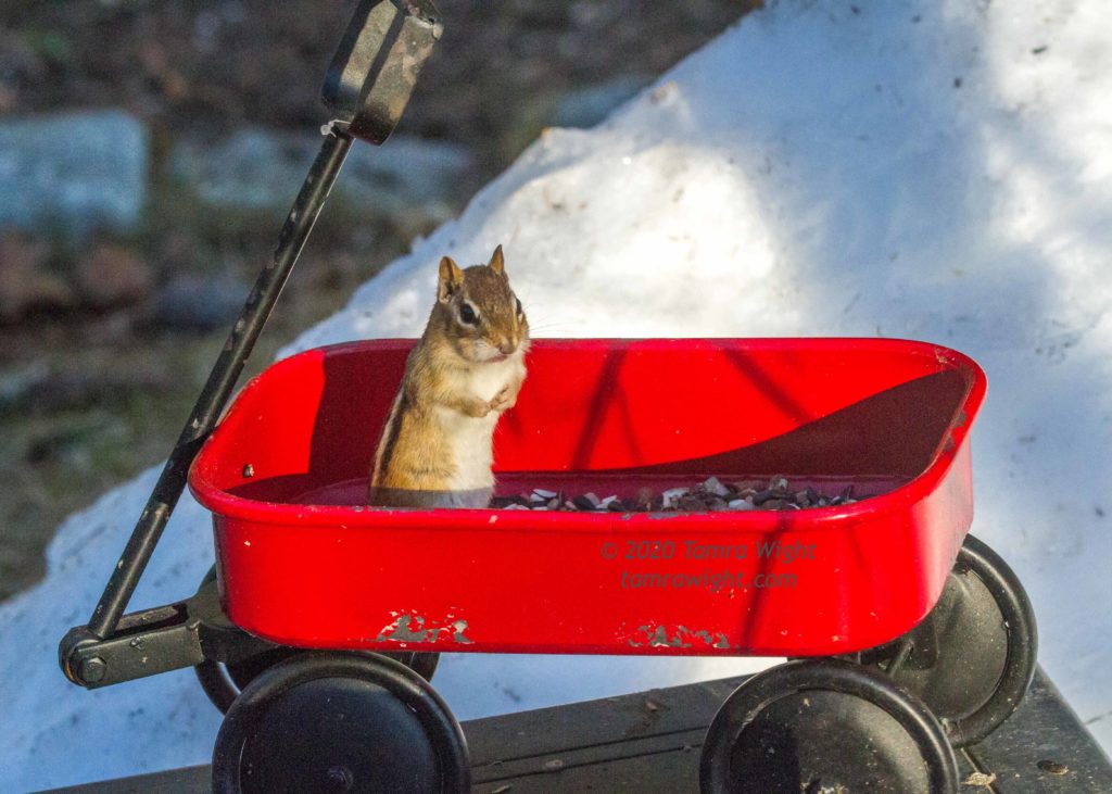A chipmunk sits in a tiny red wagon