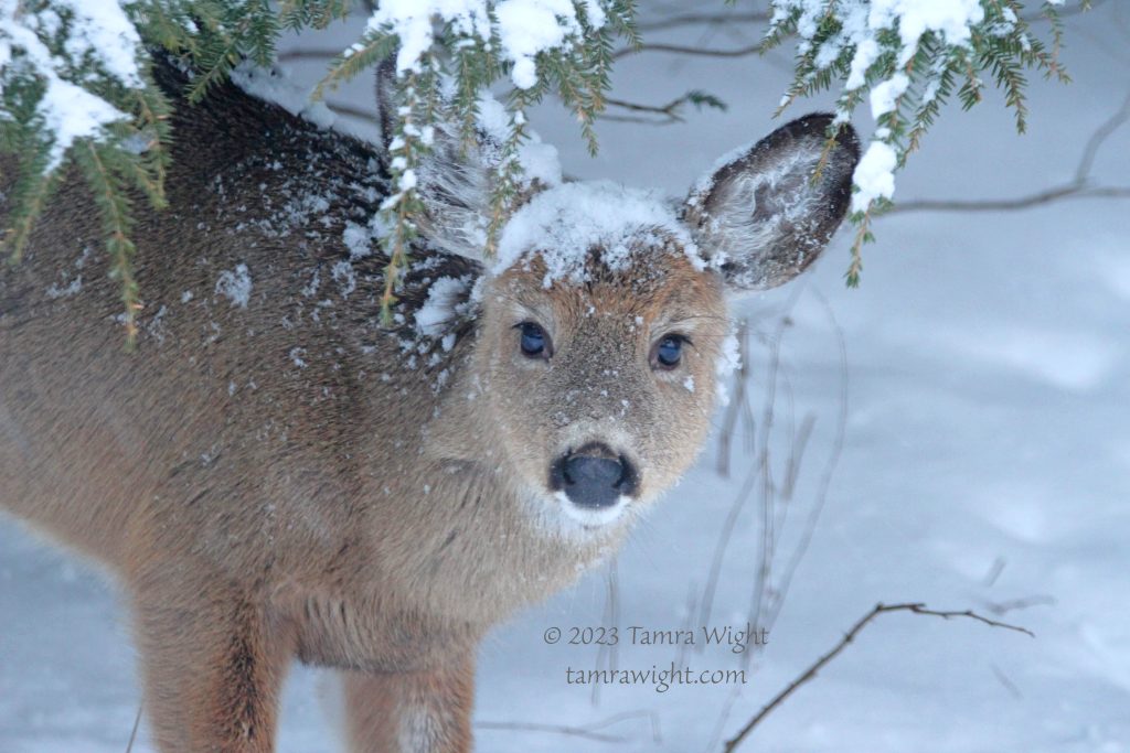 Deer in the snow, peering out from under a hemlock tree