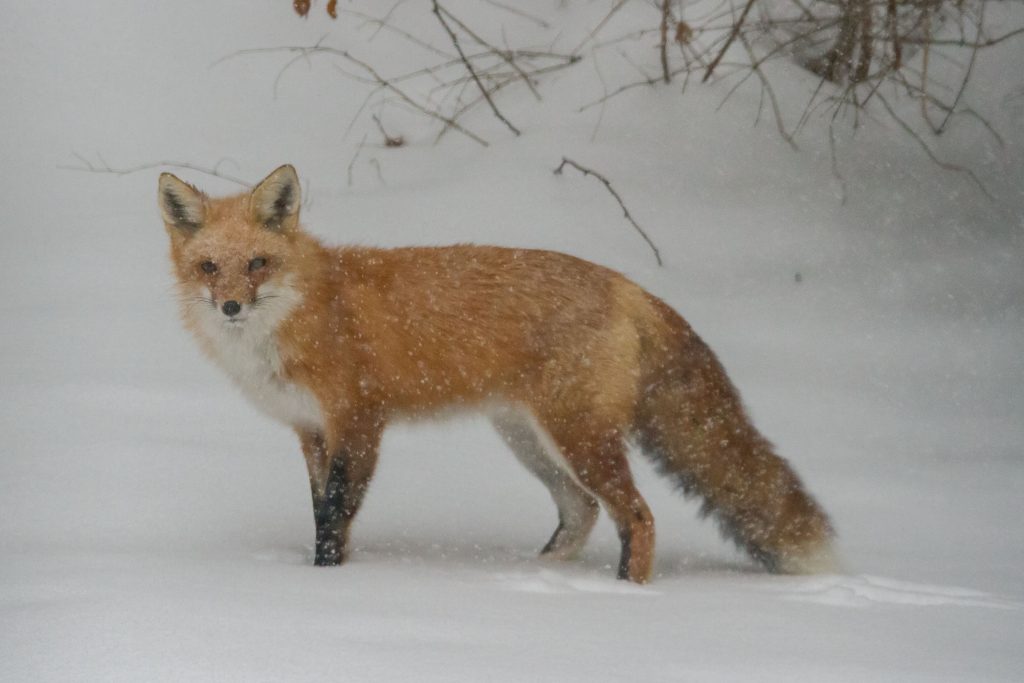 Red Fox in the snow