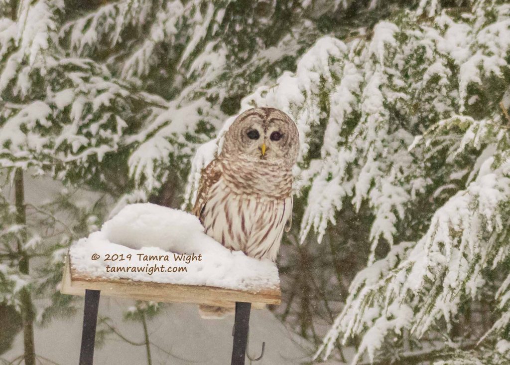 Barred Owl