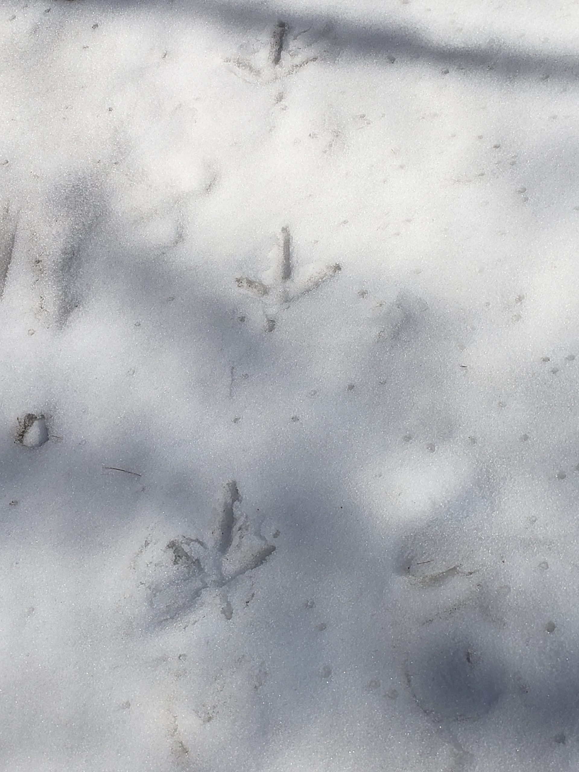 Turkey tracks in the snow