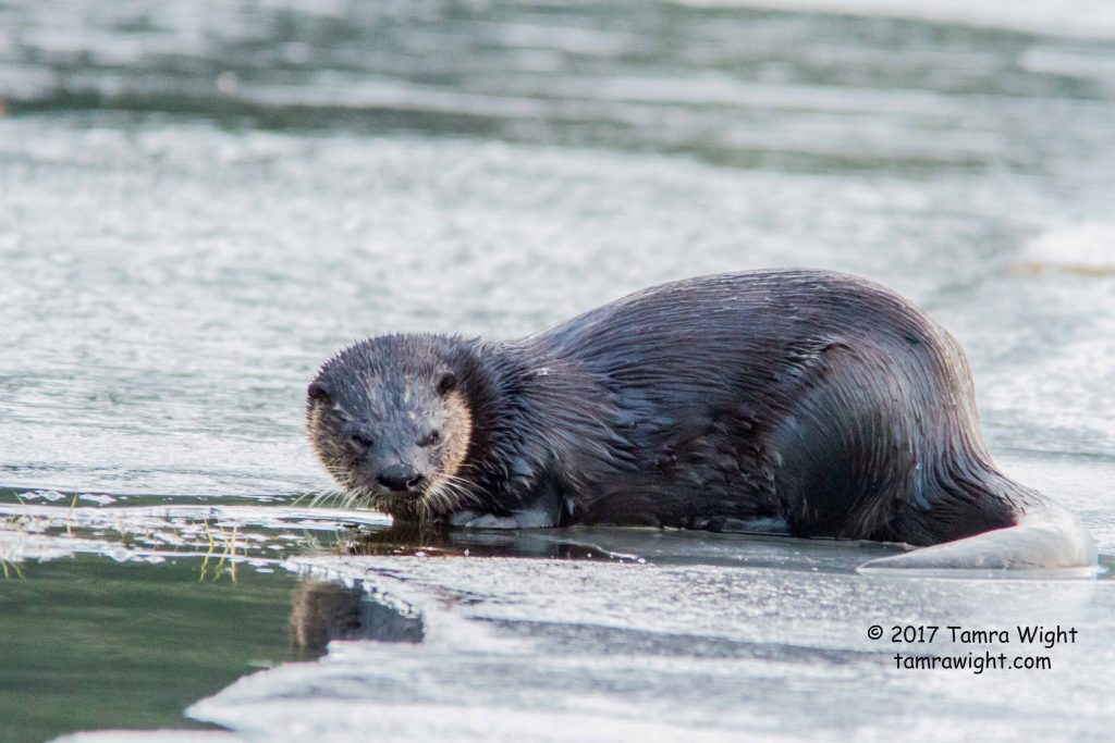 Otter on the ice next to open water