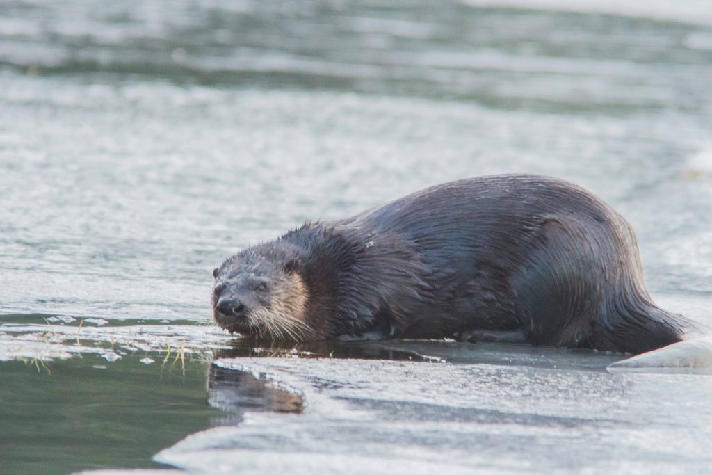 Otter on the ice next to open water
