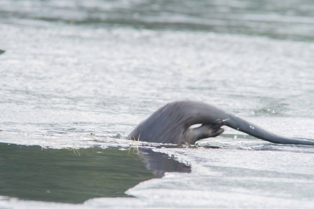 Otter on the ice diving into water