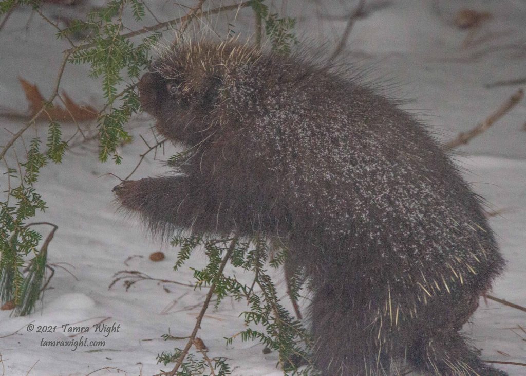 porcupine in winter