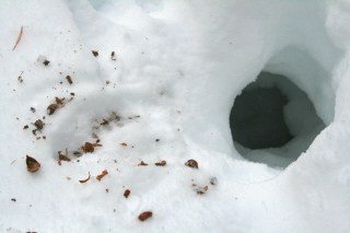 a hole in the snow with wildlife signs outside