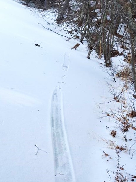 otter tracks: slide, walk, slide, walk