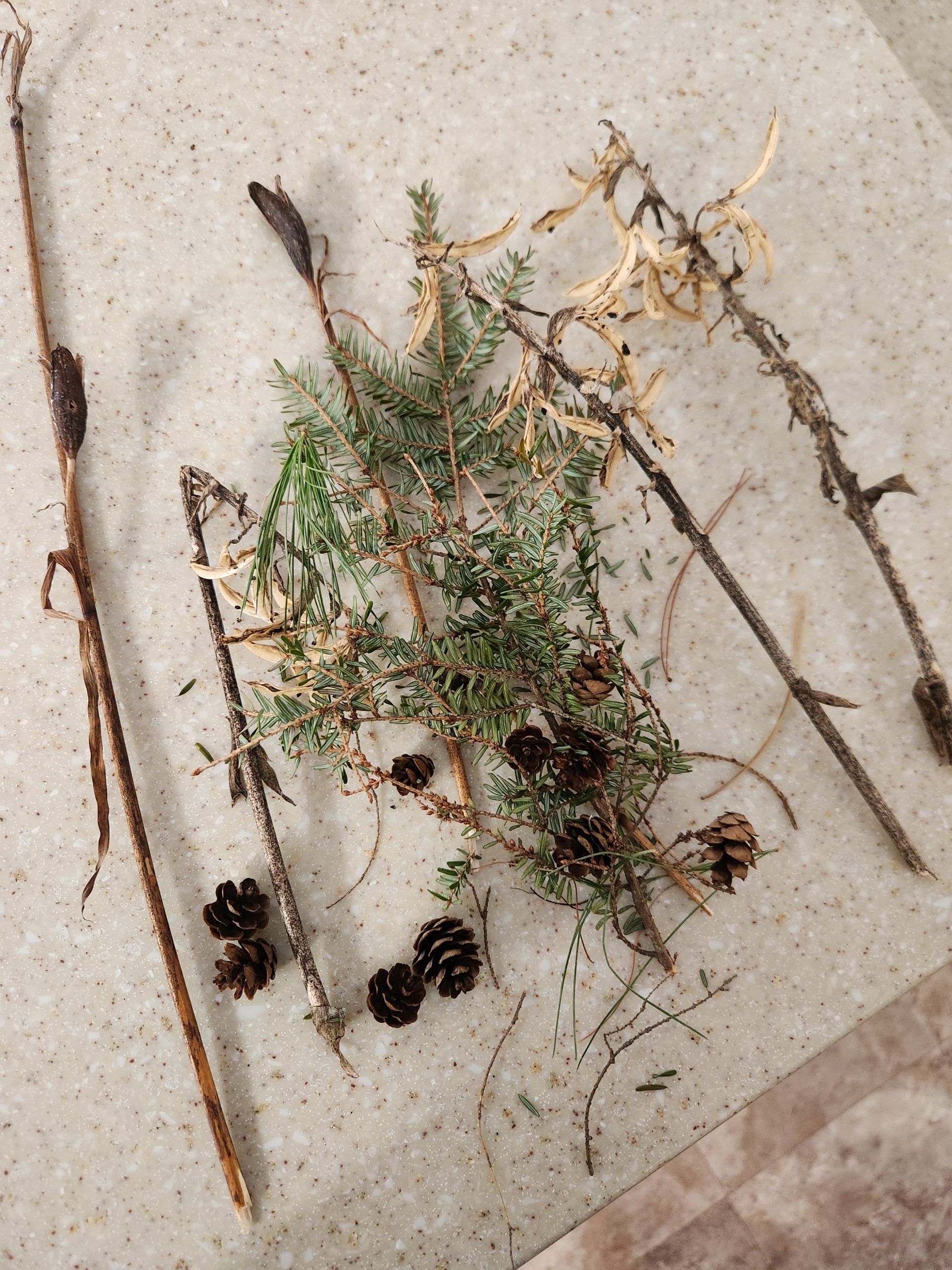 tiny pine cones, hemlock branches, dried iris stems