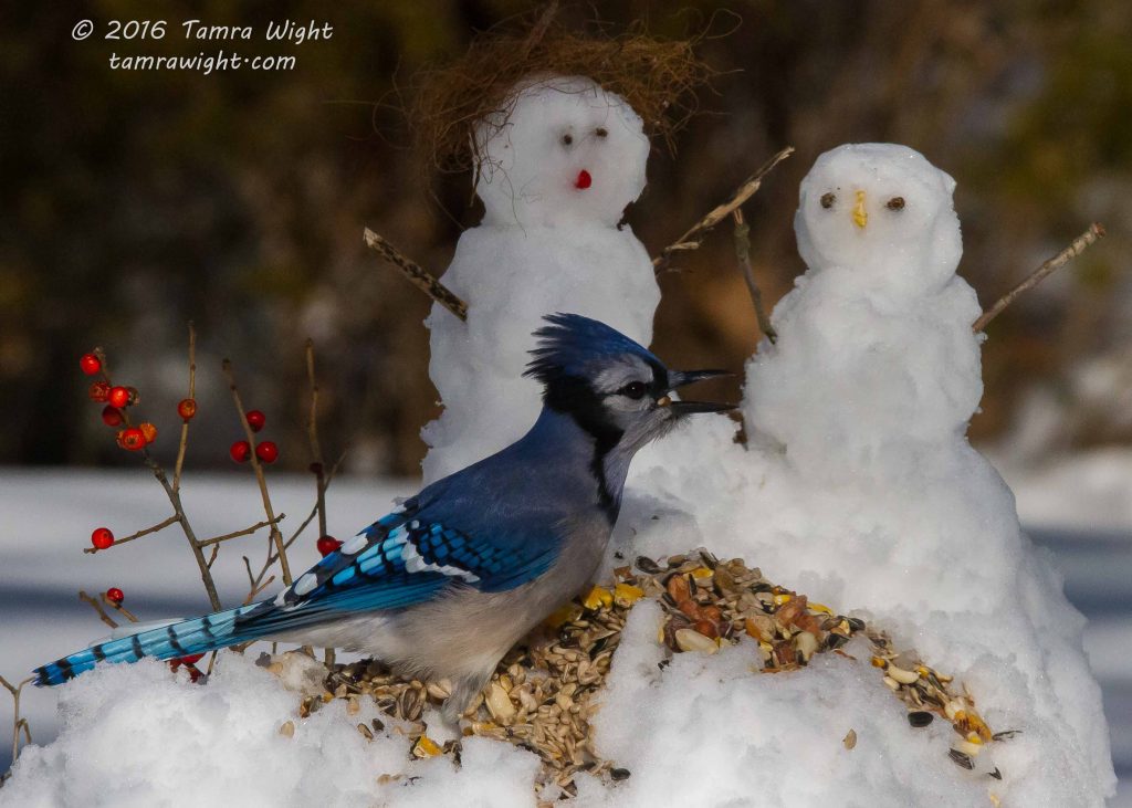 A blue jay sits in a pile of bird seed next to two mini snow people