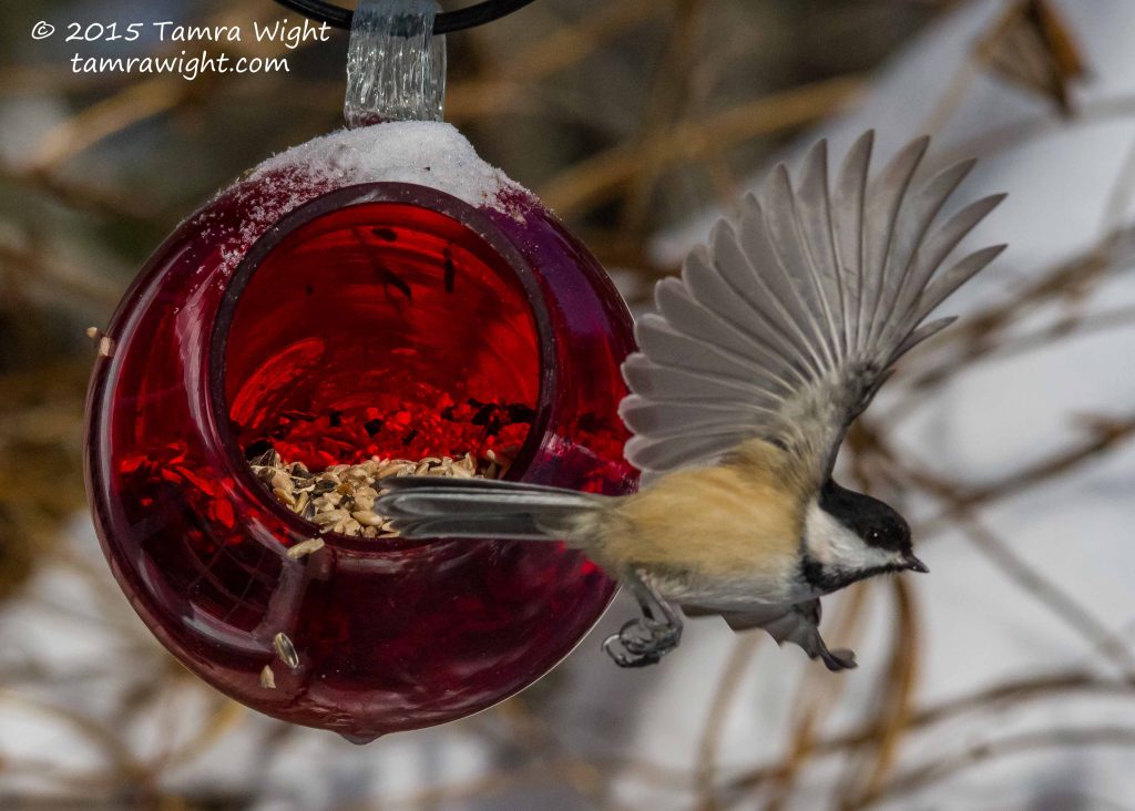 A chickadee flies away from a red bird feeder