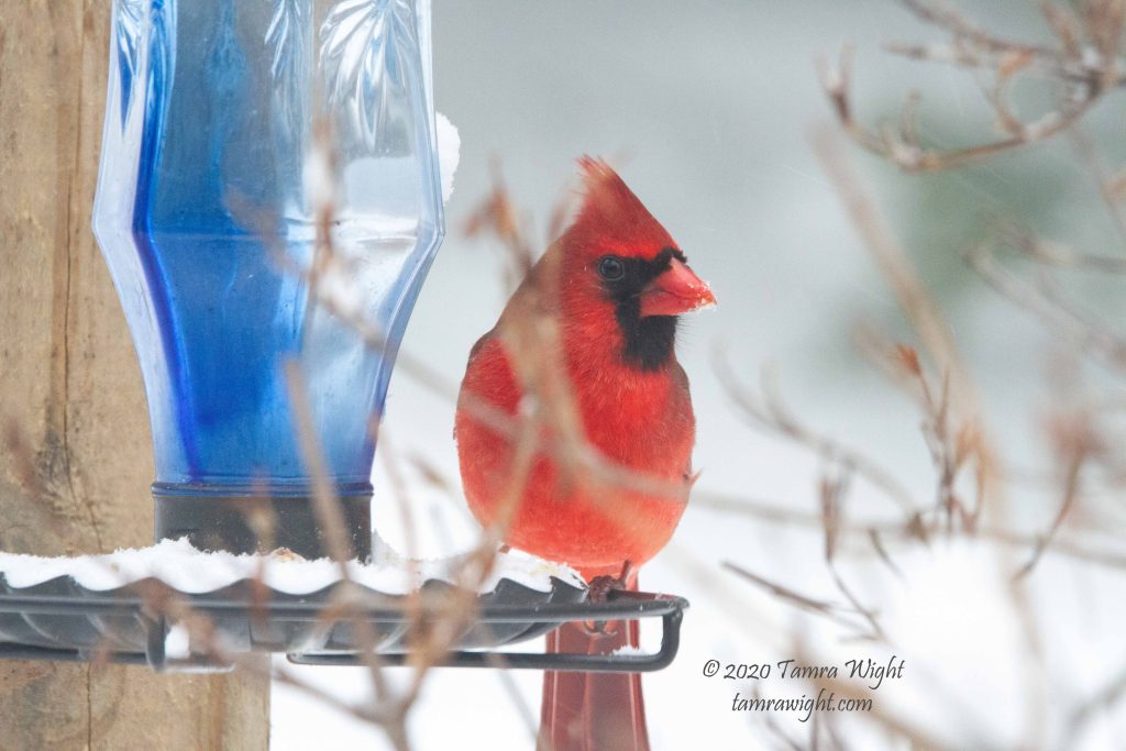 A cardinal sits by a blue bird feeder on a snowy day