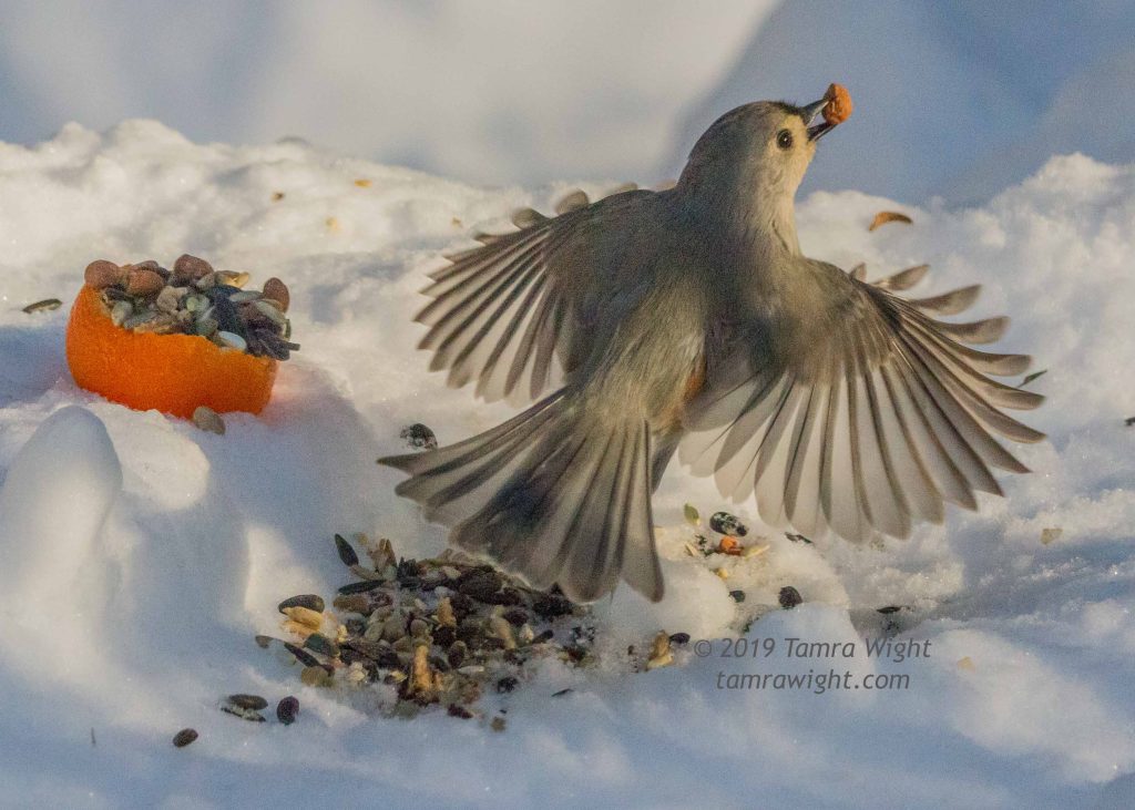 A tufted titmouse flies with a nut in its beak. 