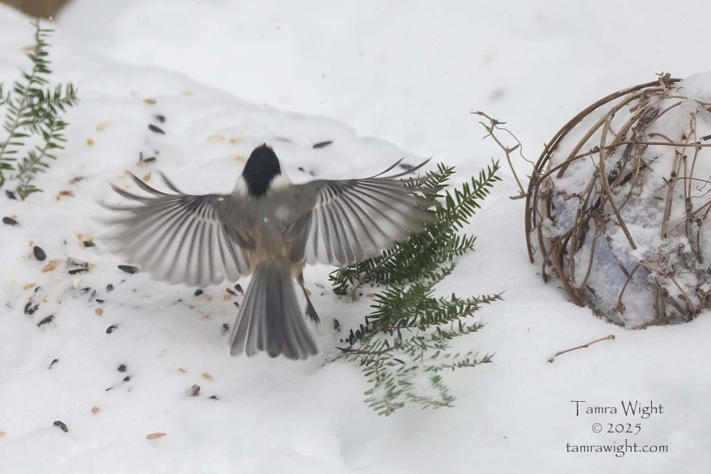 A chickadee in flight over a snowcovered ground