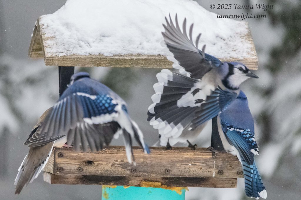 Blue Jays in flight around a platform feeder