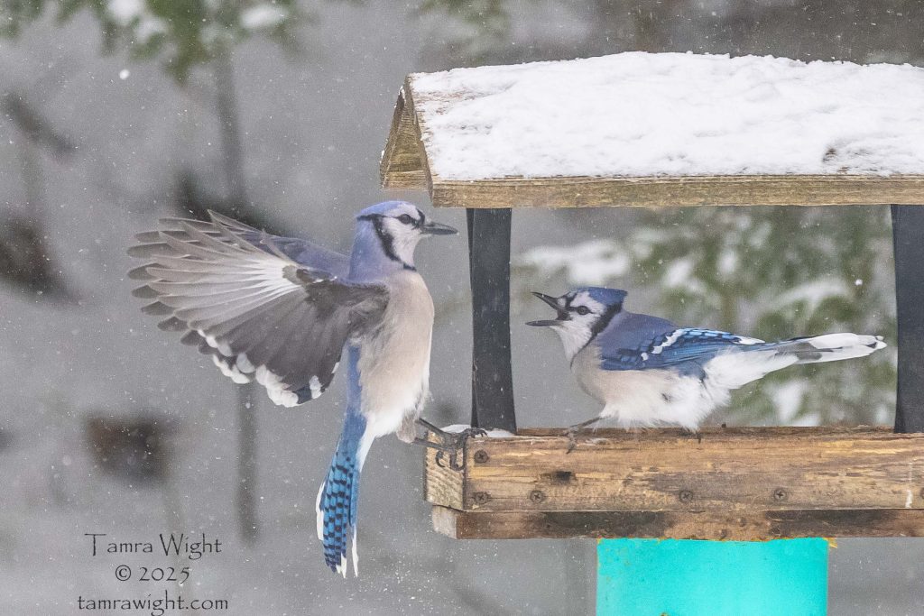 Bluejays fighting on a platform feeder