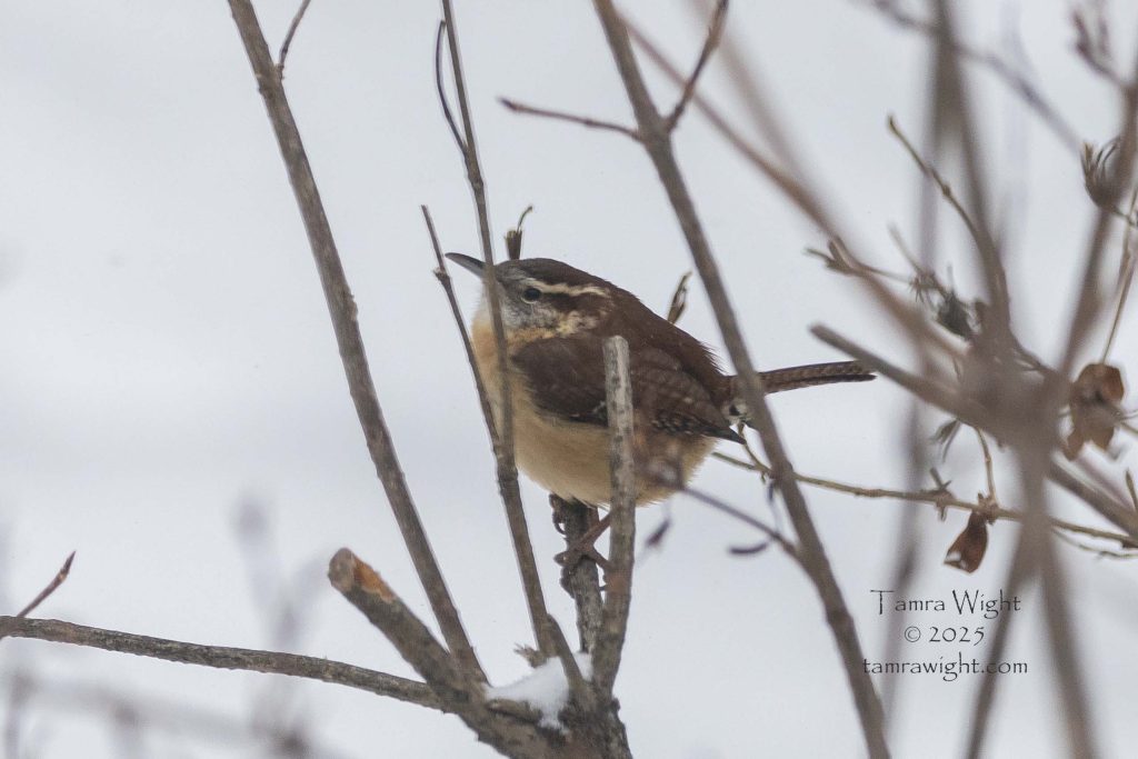 Carolina Wren on a branch