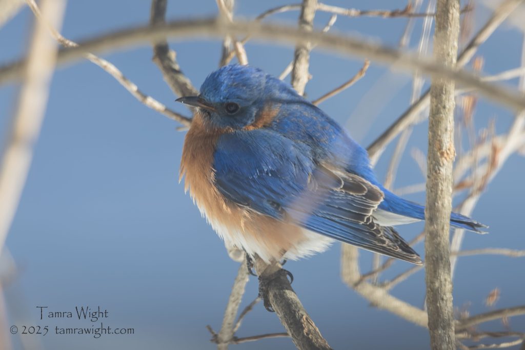 Bluebird on a branch
