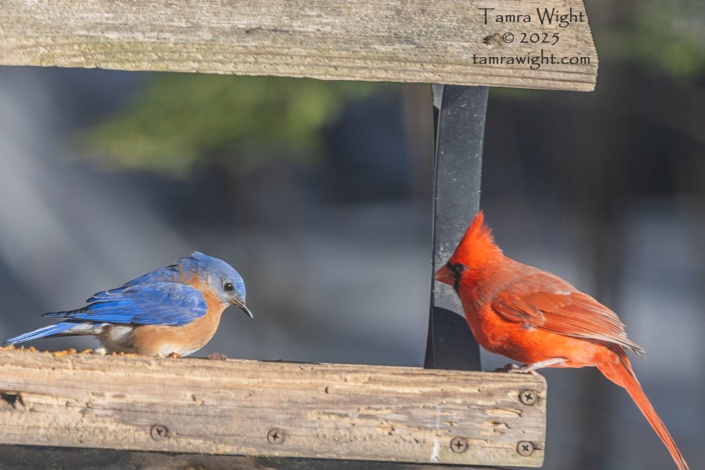 A bluebird and cardinal on a platform feeder