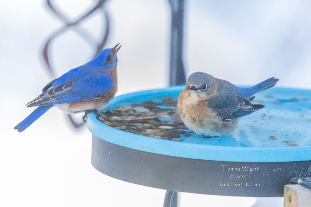 A male and female bluebird using a heated birdbath.