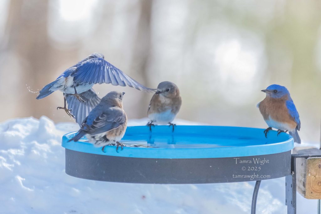 Four bluebirds at a bird bath, one is taking off.