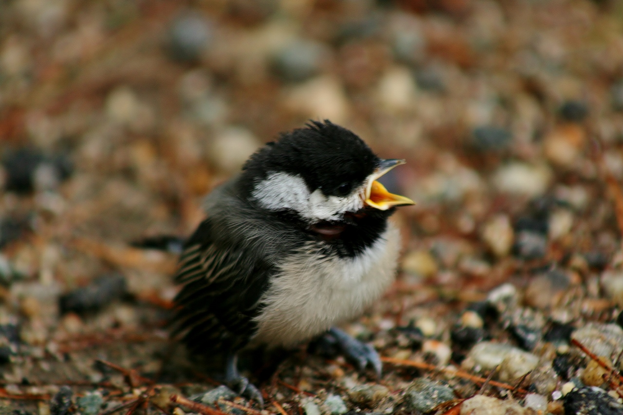 a baby chickadee