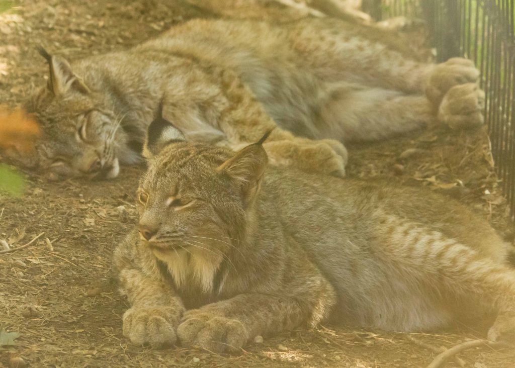 Two lynx lying down beside each other