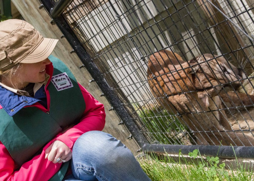 A female gamekeeper watching a mountain lion in its cage