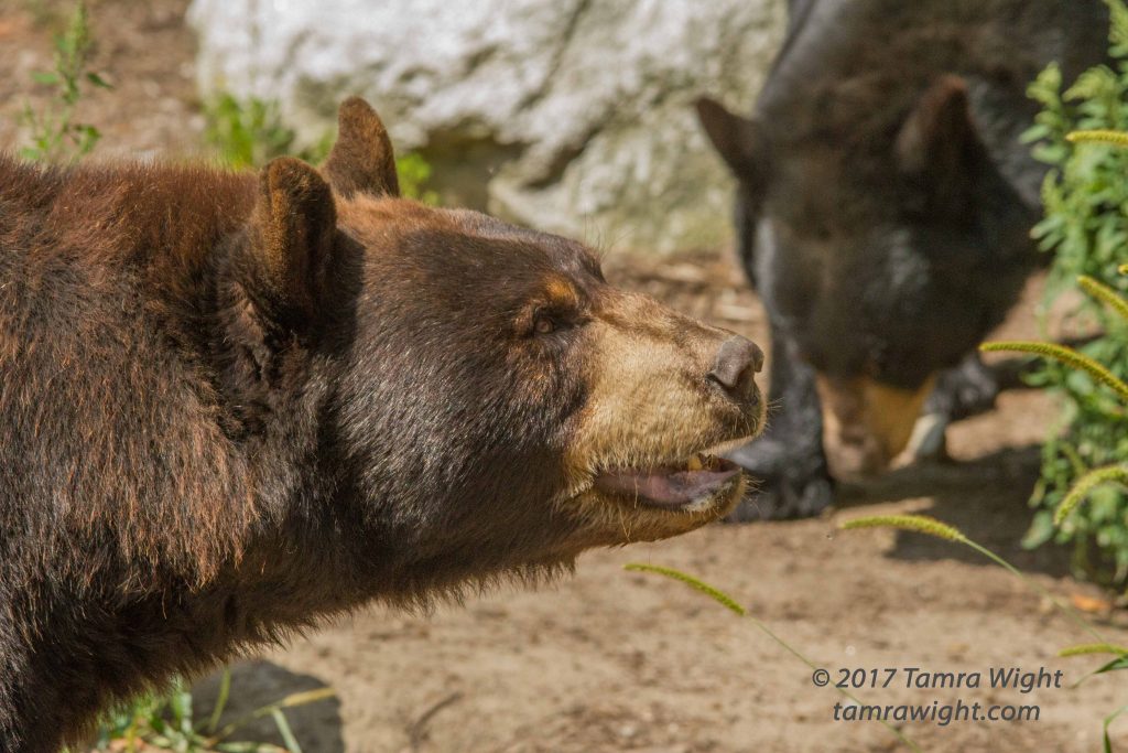 Two black bear, one is black and the other is red 