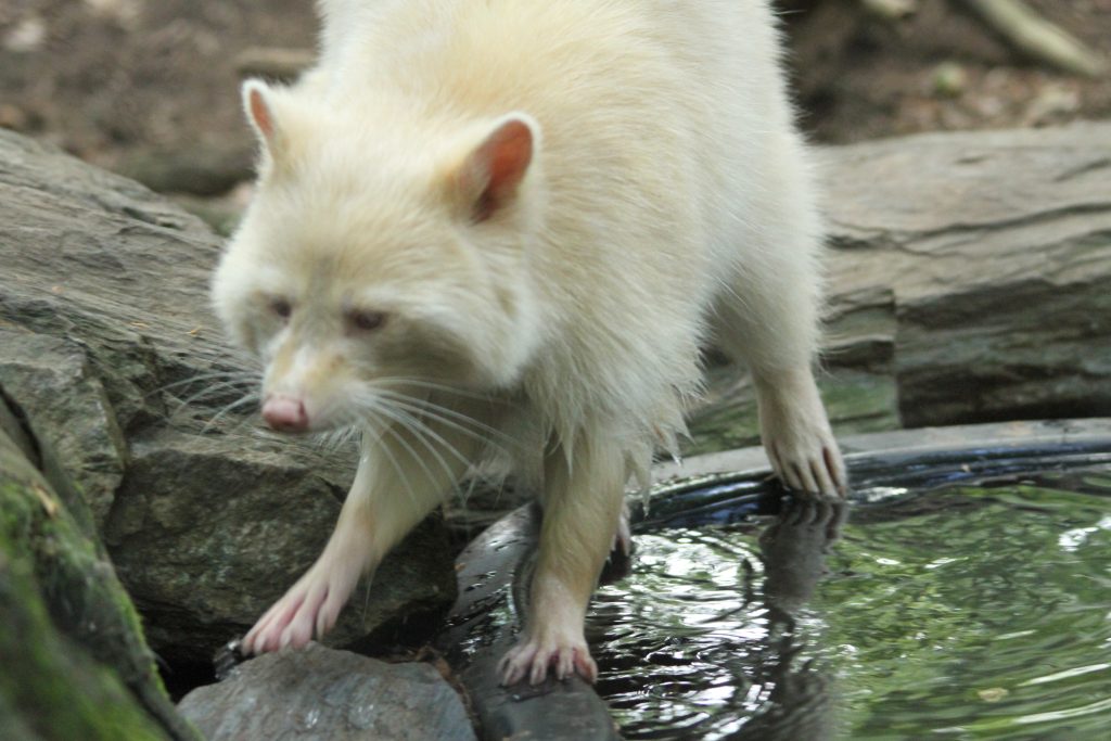 An albino raccoon 