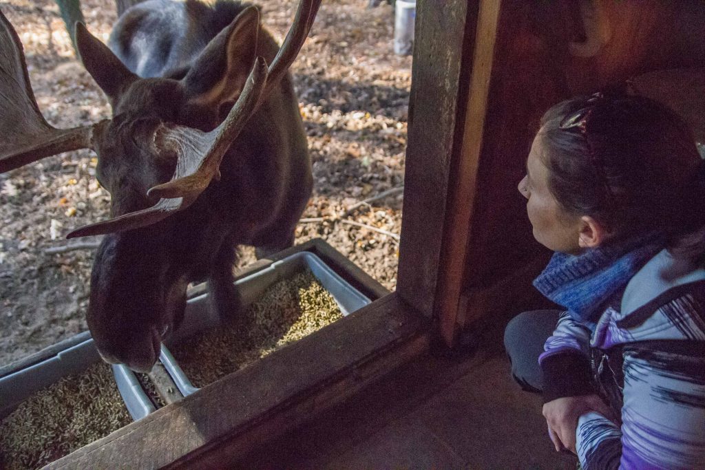 A moose coming to a feeder at the Maine Wildlife Park