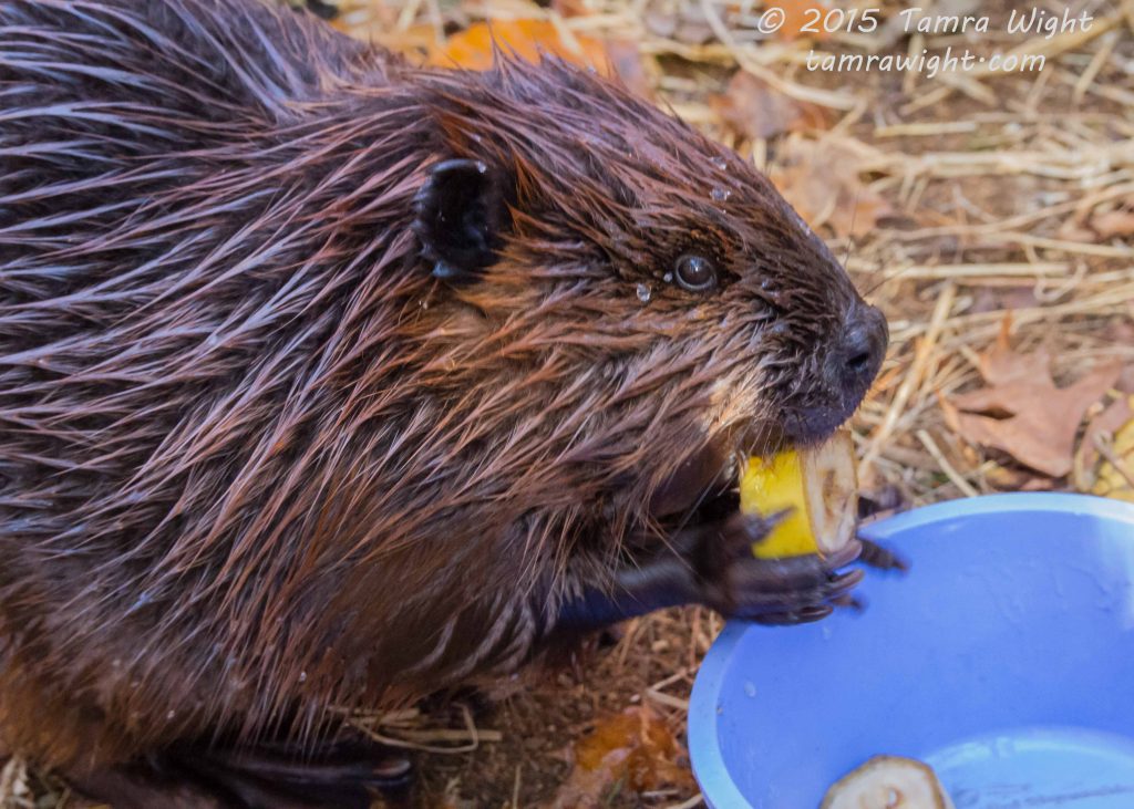 a beaver eating a slice of banana