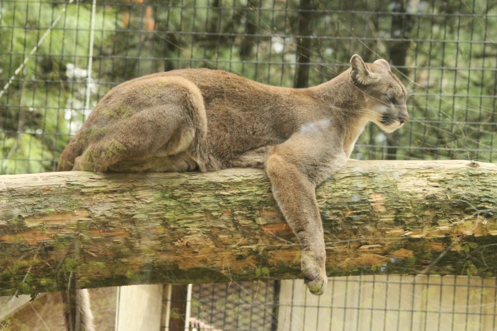 a mountain lion laying on a log