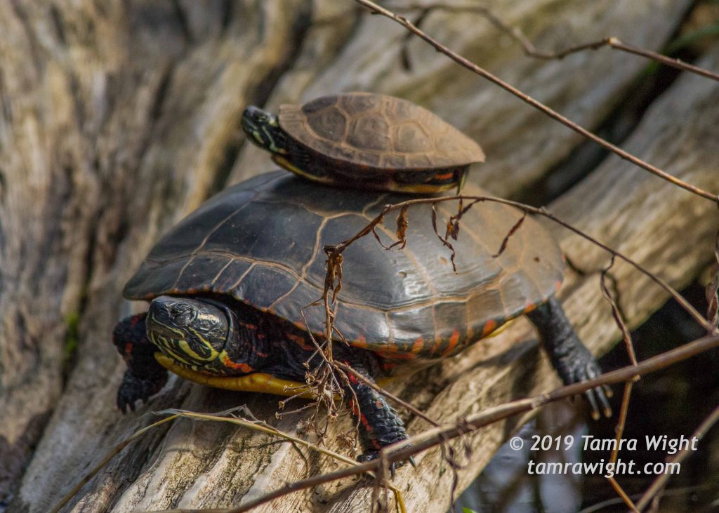 A painted turtle with a tiny painted turtle on its back