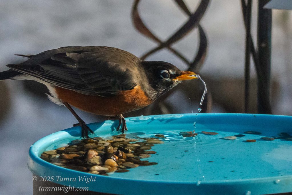 a robin at a bird feeder