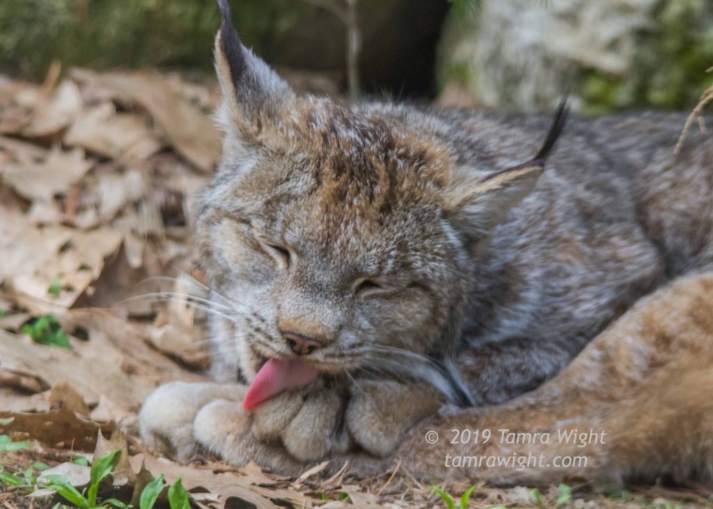 A lynx lying down licking its paw