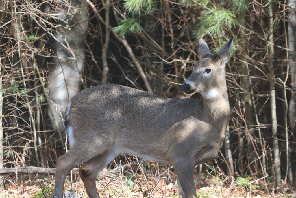 a white-tailed deer
