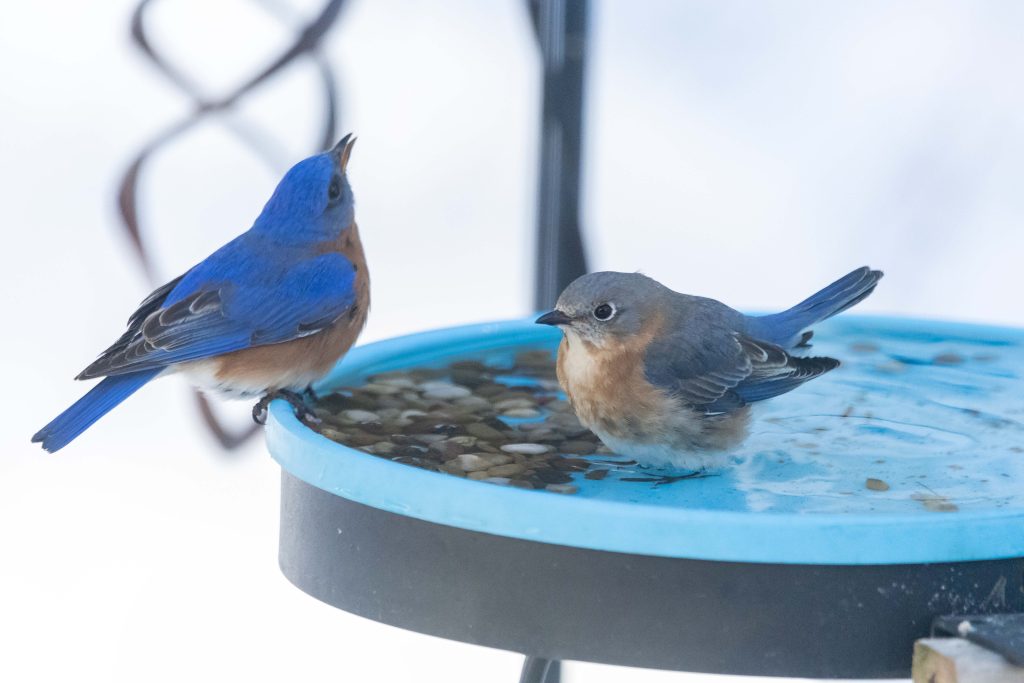A pair of bluebirds in a bird bath