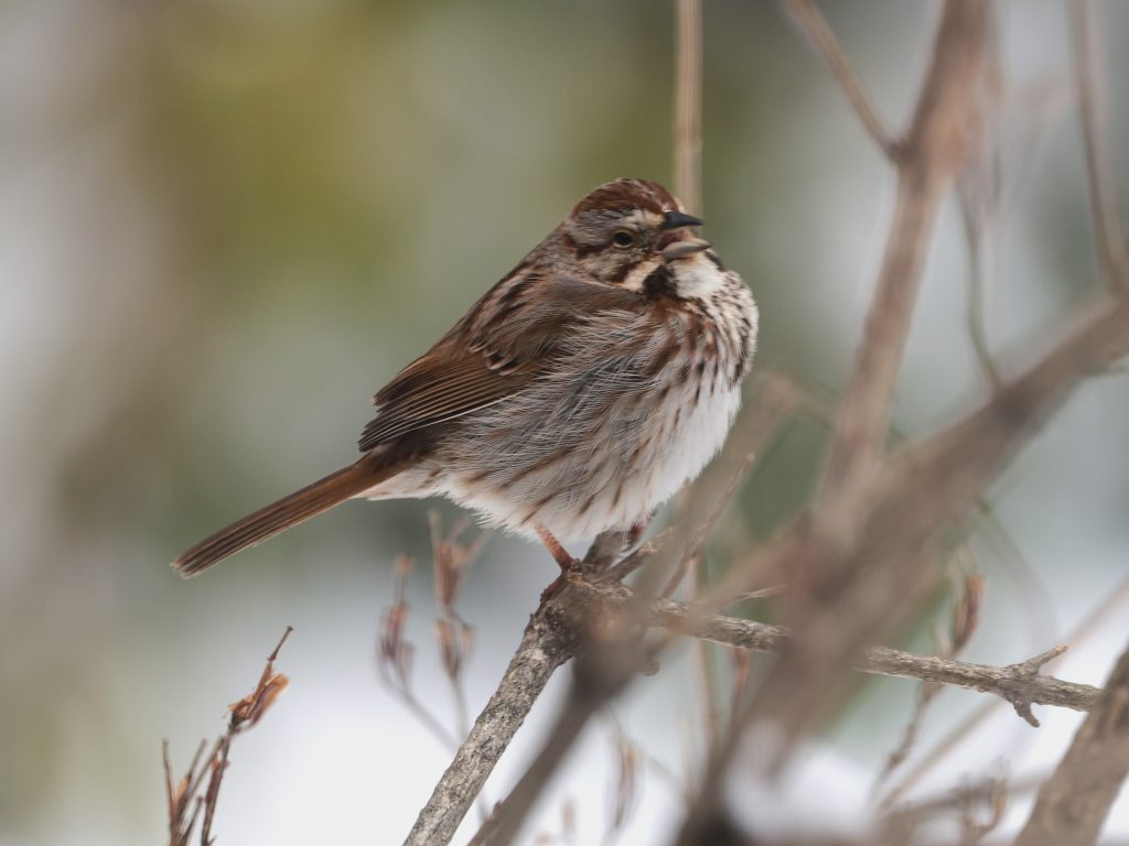 a white-throated sparrow singing
